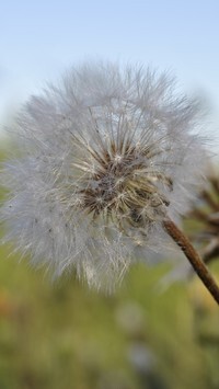 Oryginalny obrazek