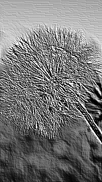 Skamielina
