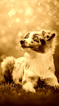 Sepia