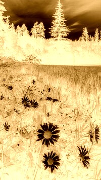 Sepia + Negatyw