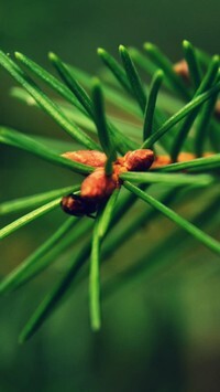 Oryginalny obrazek