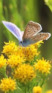 Oryginalny obrazek