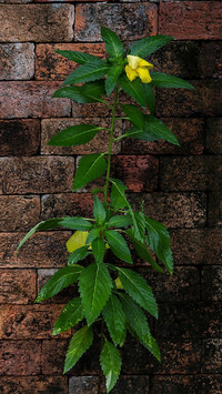 Oryginalny obrazek