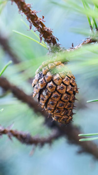 Oryginalny obrazek