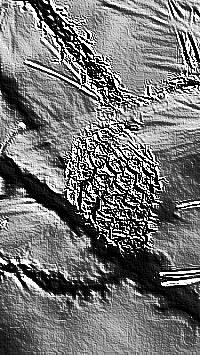Skamielina