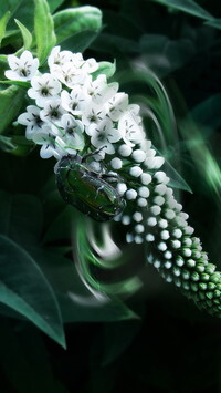 Oryginalny obrazek