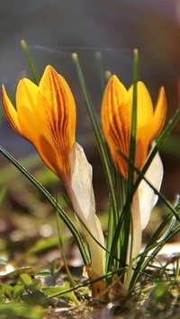 Oryginalny obrazek