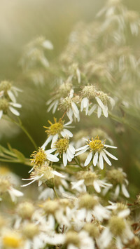 Oryginalny obrazek