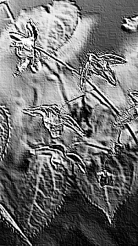Skamielina