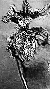 Skamielina