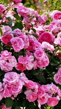 Oryginalny obrazek