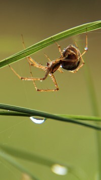 Oryginalny obrazek