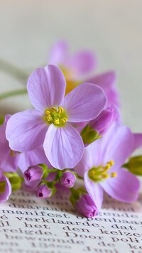 Oryginalny obrazek