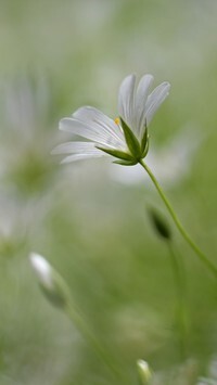 Oryginalny obrazek