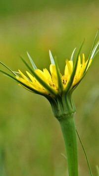 Oryginalny obrazek