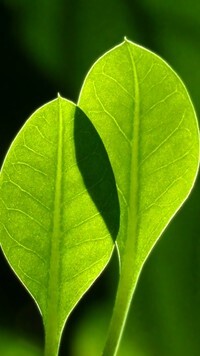 Oryginalny obrazek