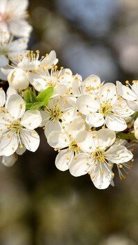 Oryginalny obrazek