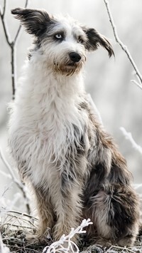 Oryginalny obrazek