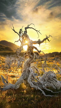 Oryginalny obrazek