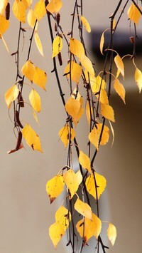 Oryginalny obrazek