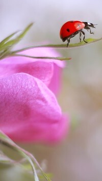 Oryginalny obrazek