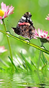 Oryginalny obrazek