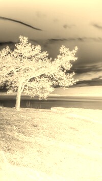 Sepia + Negatyw