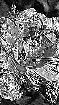 Skamielina