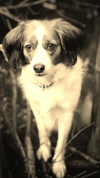 Szary + Sepia