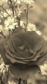 Szary + Sepia