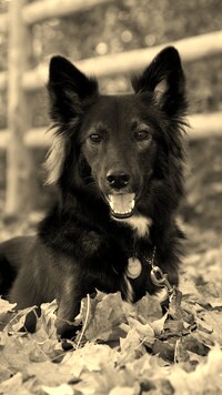 Szary + Sepia