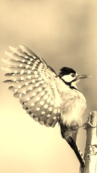 Szary + Sepia
