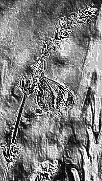 Skamielina