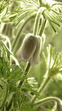 Oryginalny obrazek
