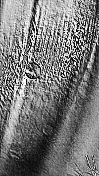 Skamielina