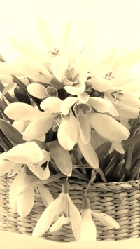 Szary + Sepia