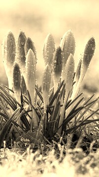 Szary + Sepia