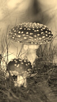 Szary + Sepia