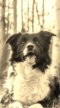 Sepia