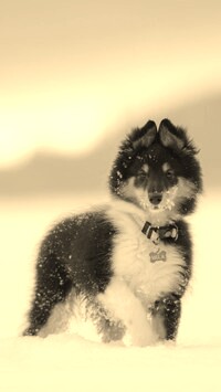 Sepia