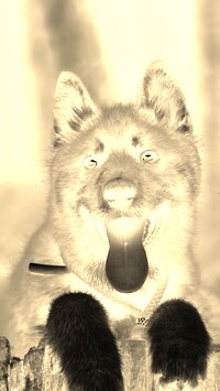Sepia + Negatyw