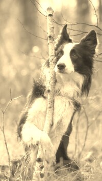 Szary + Sepia