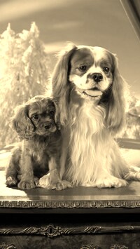 Szary + Sepia