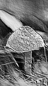 Skamielina