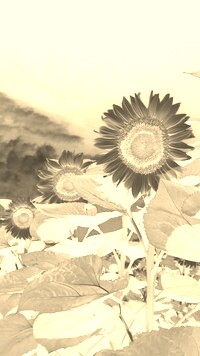 Sepia + Negatyw