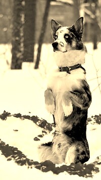 Sepia