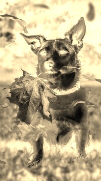 Sepia + Negatyw