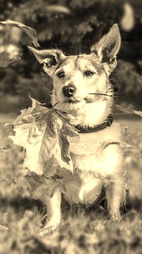 Szary + Sepia