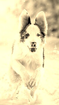 Sepia
