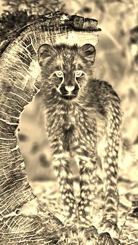 Sepia + Negatyw